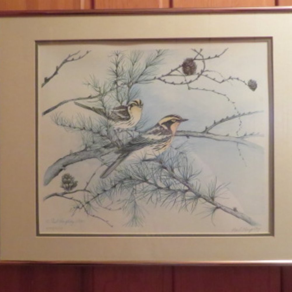 Blackburnian Warblers Paul Harpley Framed Birds Print 1989 (K373)
